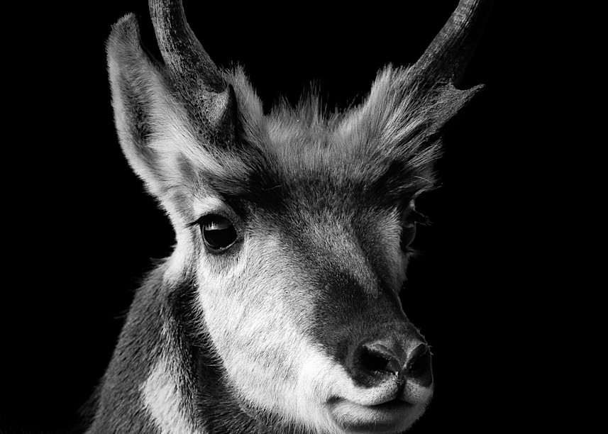 Antelope at Custer State Park.    www.katesnaturephotography.com  @blackhillsbadlands #discoverblackhills #katesnaturephotography