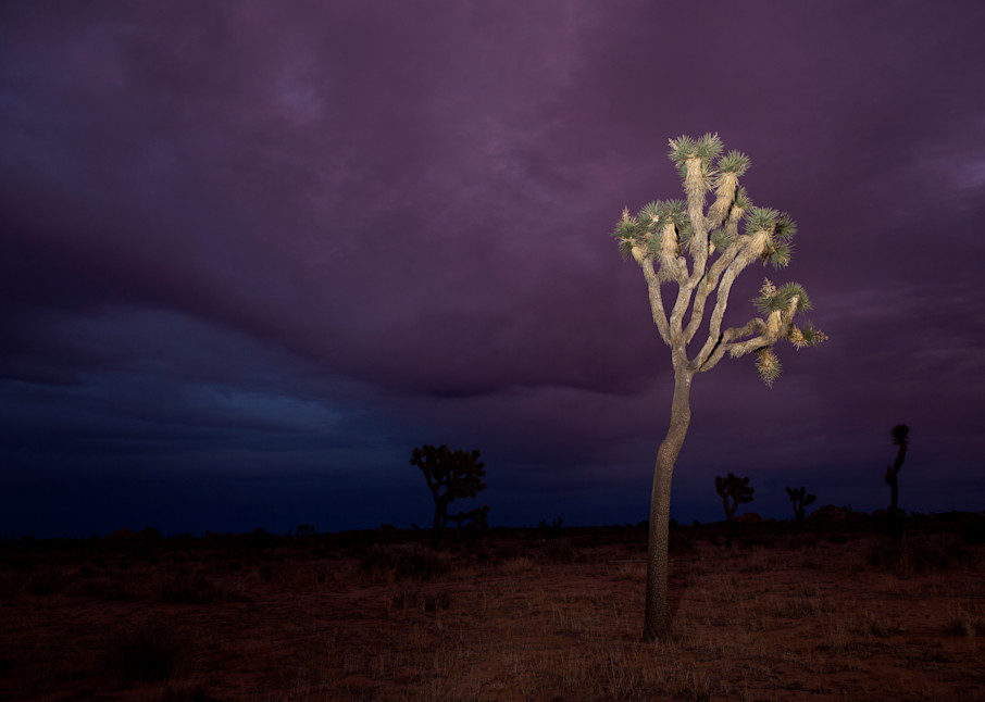 Purple Skies At Joshua Tree Photography Art | Philipson Foundation