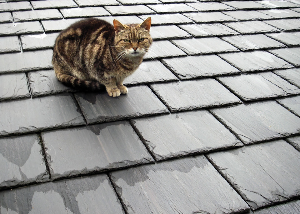 Cat On A Slate Roof Photography Art | Robert Harrison Fine Art