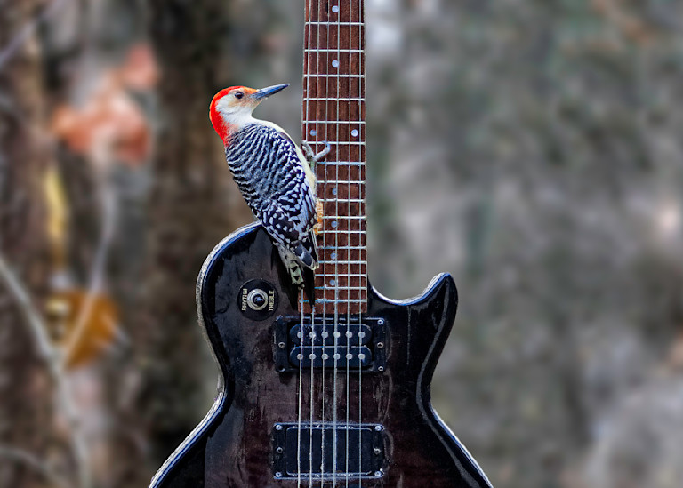 Woodpecker Guitar 4x5 Photography Art | Paul Kober Photo