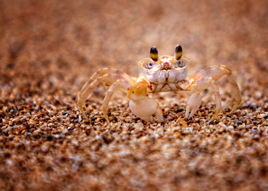 Crab Walk Photography Art | Mindy Fine Art Photography