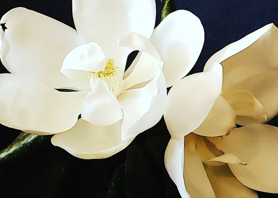 Magnolias Art | Mish Murphy Fine Art