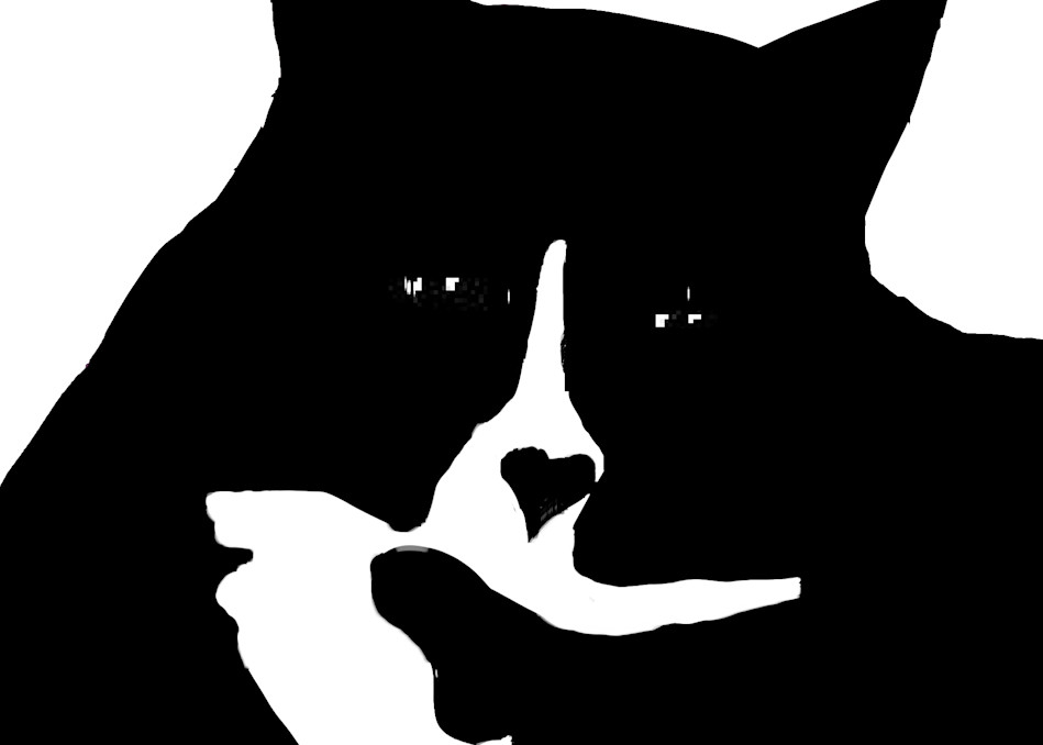 Cool Cat Black And White Art | Mish Murphy Fine Art