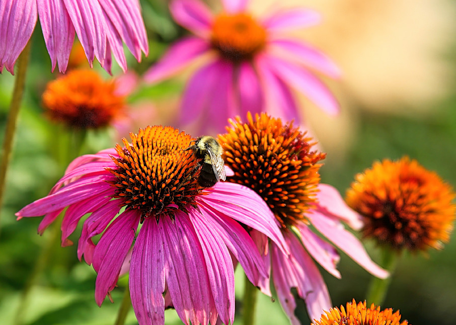 Coneflowers Photography Art | Fred Pais Photography