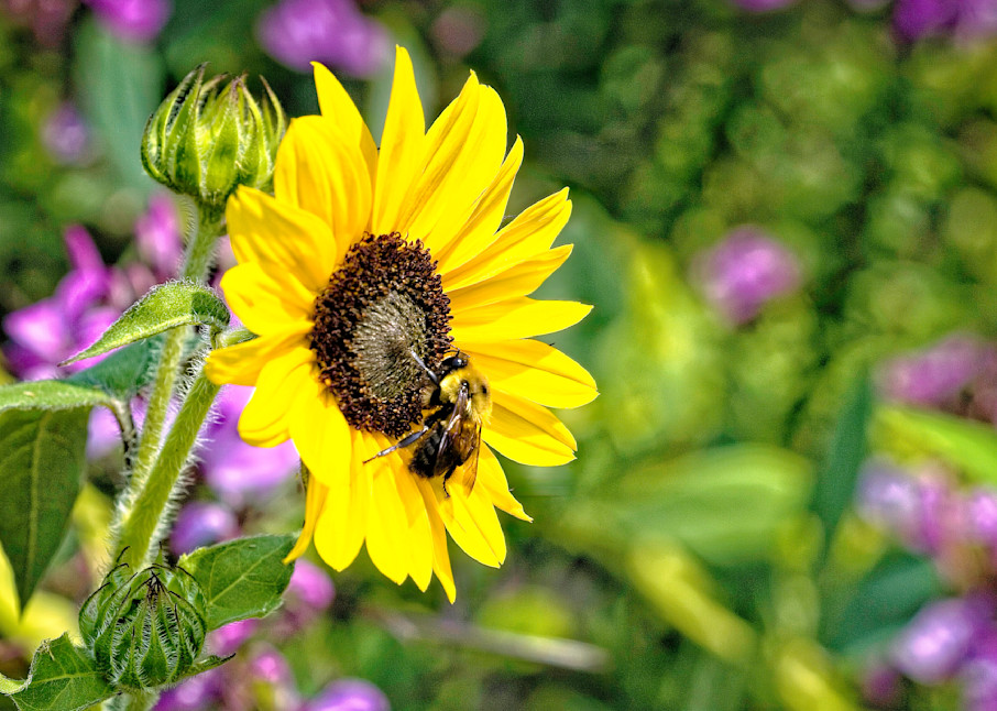 Bumblebee On Sunflower Photography Art | Fred Pais Photography