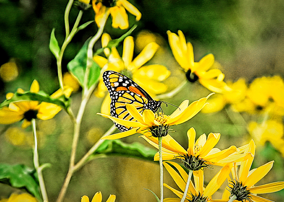 Monarch On Blackeyed Bunch Photography Art | Fred Pais Photography