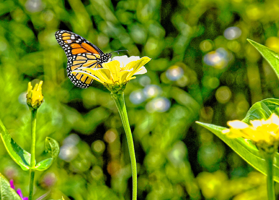 Monarch With Yellow Flower Photography Art | Fred Pais Photography