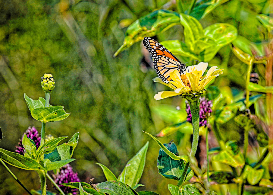 Monarch In Flower Bed Photography Art | Fred Pais Photography