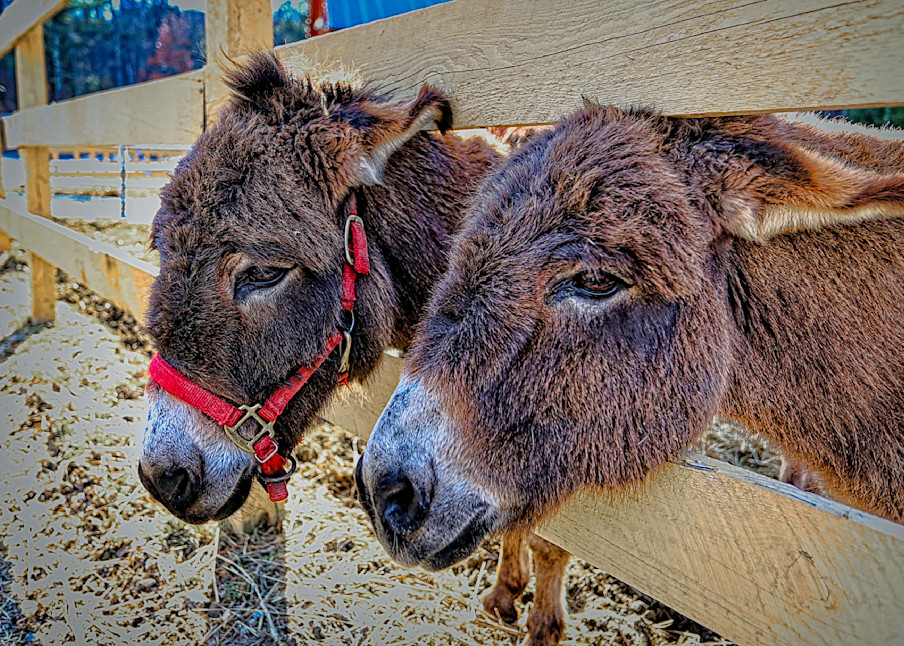 Pair Of Donkeys Photography Art | Fred Pais Photography