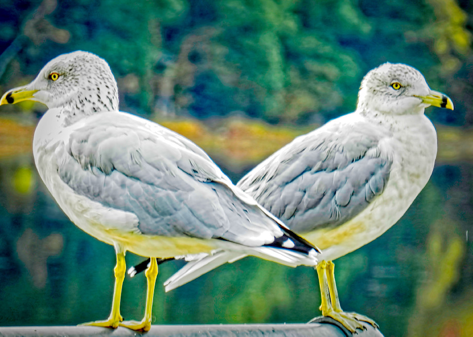 Perched Set Of Sea Gulls Photography Art | Fred Pais Photography