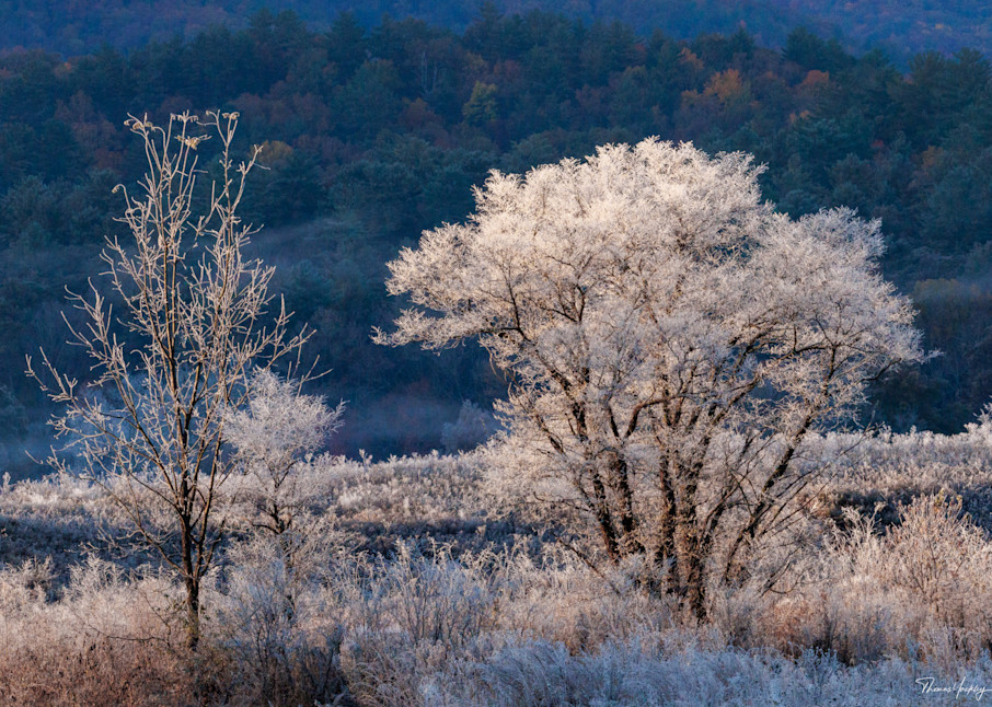 First Frost Photography Art | Thomas Yackley Fine Art Photography