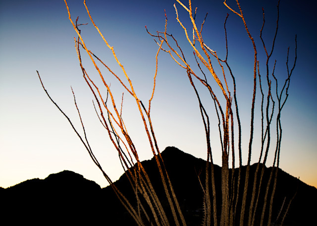 Ocotillo Break The Jagged Sunset Photography Art | Philipson Foundation