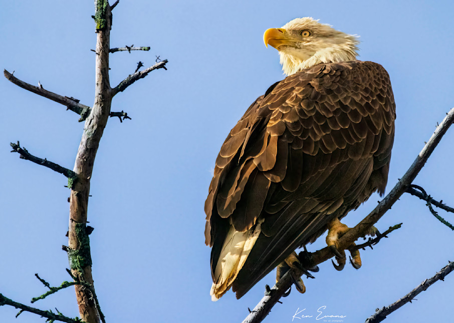 Eagle 5, Over The Shoulder Art | Ken Evans Fine Art Photography