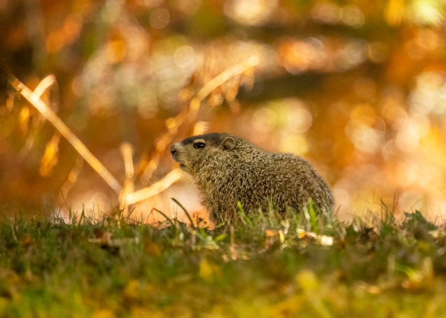 Eastern Marmot, Groundhog, Whistle Pig, Etc., Etc.  Art | Ken Evans Fine Art Photography