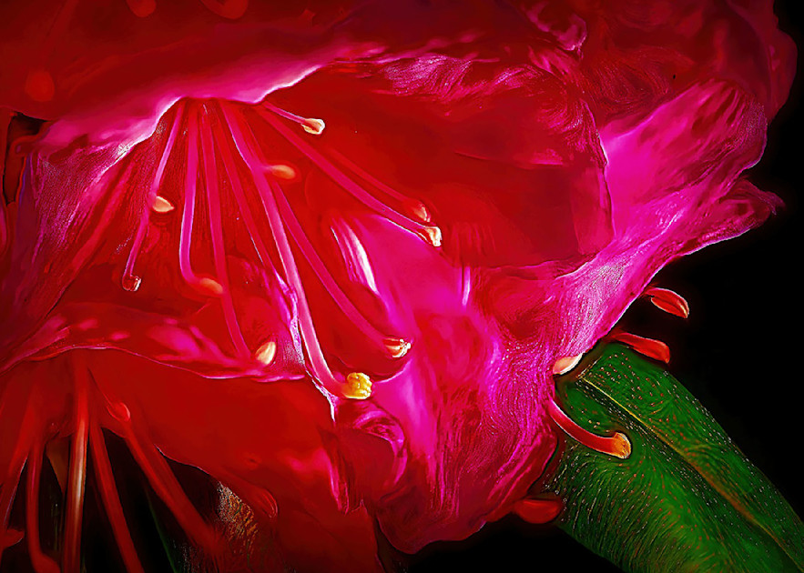Red Deep Flower Lite Prefer Photography Art | Photoeye Inc
