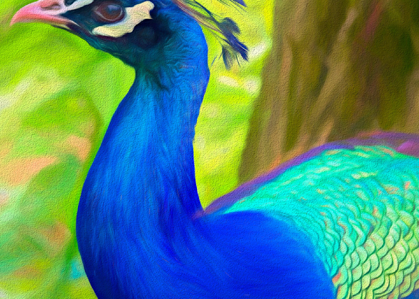 Peacock Side Portrait Photography Art | Photoeye Inc
