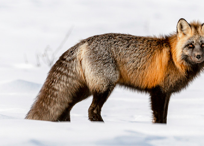 Cross Fox In The Snow Mug Art | Alaska Wild Bear Photography