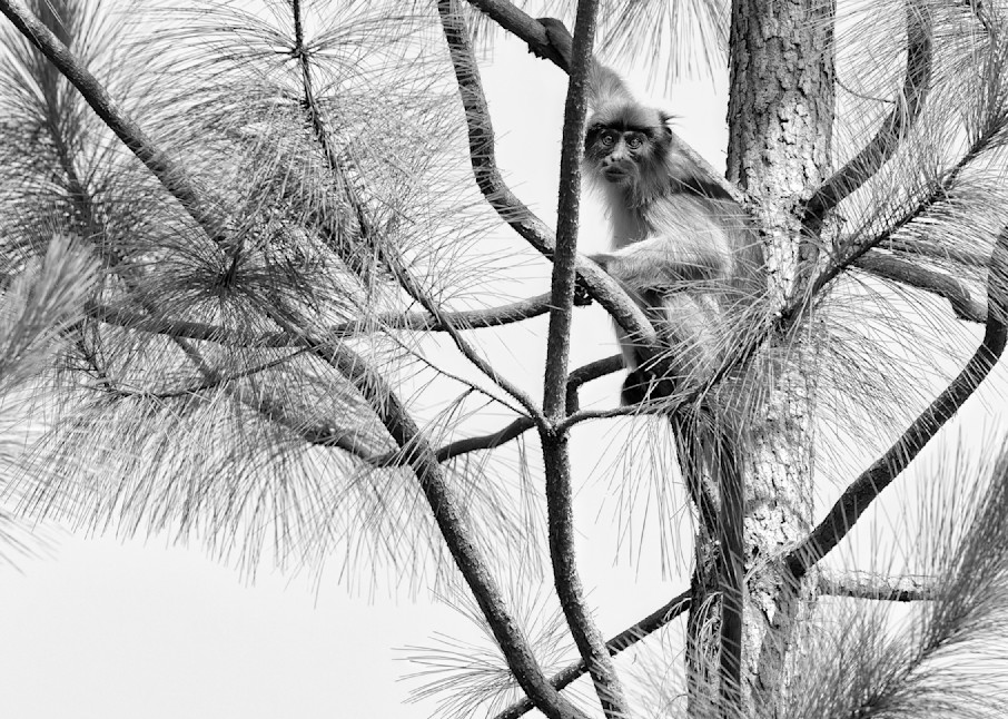 Colobus Abstract