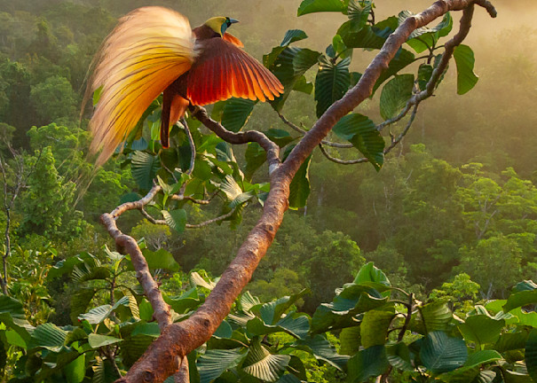 Greater Bird of Paradise on the cover of the calendar.

Badigaki Forest, Wokam Island in the Aru Islands, Indonesia.