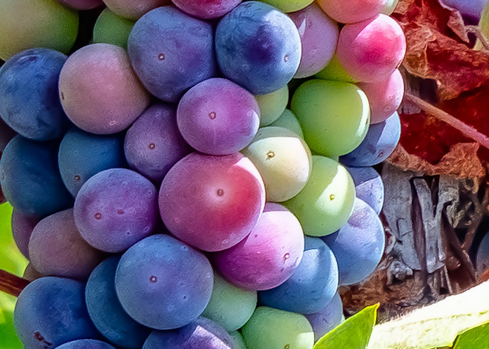 Grapes Crop  Photography Art | Webster Gallery