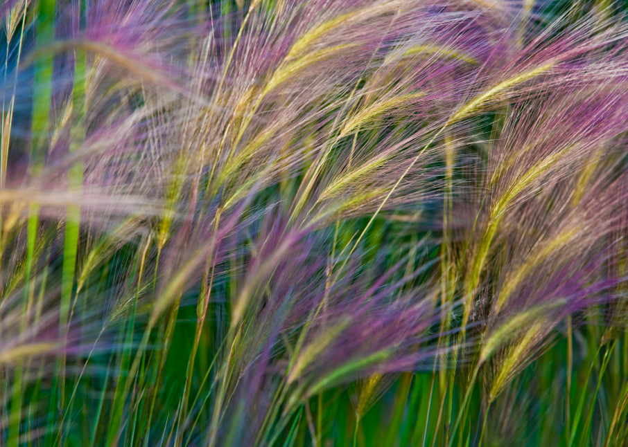 Purple Grass Photography Art | Kates Nature Photography, Inc.