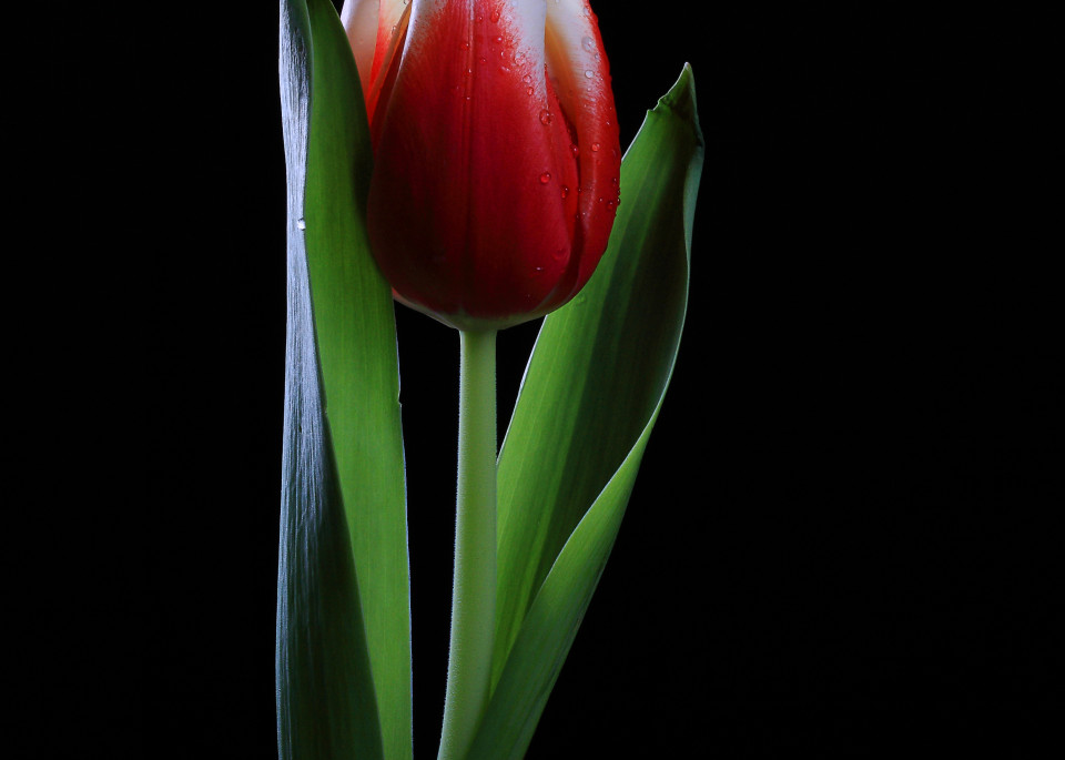 Tulip Portrait 2 Photography Art | Kates Nature Photography, Inc.