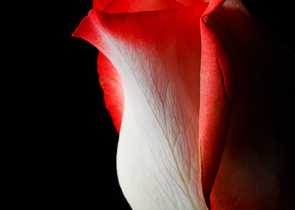 Portrait Of A Tulip Photography Art | Kates Nature Photography, Inc.