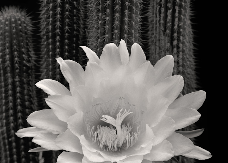 Echinopsis Ii Art | Sondra Wampler | fine art