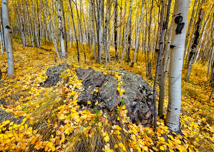 Aspen carpet — Colorado fine-art photography prints