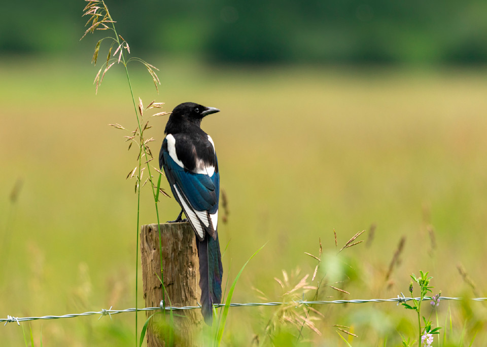 Magpie at Her Post | Terrill Bodner Photographic Art