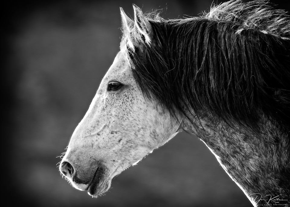 Profile Of A Horse Photography Art | Kates Nature Photography, Inc.