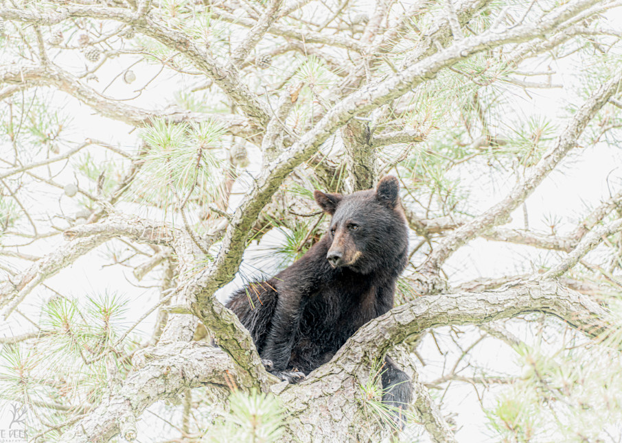 Bear In A Tree   Wdp05929 2 Ec Photography Art | White Deer Photography 