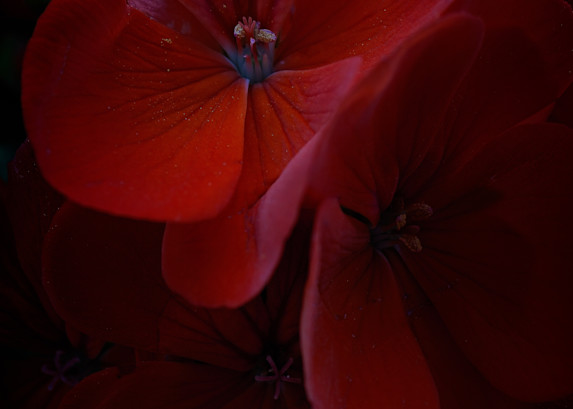 Sweet Red Blooms Photography Art | David W Schafer