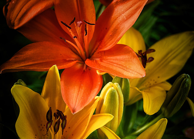 Yellow & Orange Tiger Lilies Photography Art | David W Schafer