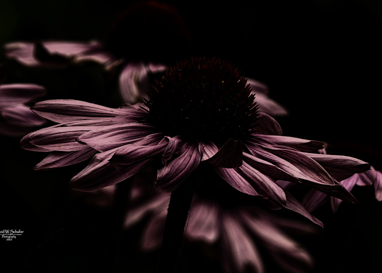 Cornflower Blooms Photography Art | David W Schafer