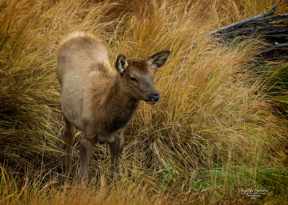 Curious Elk Calf Photography Art | David W Schafer