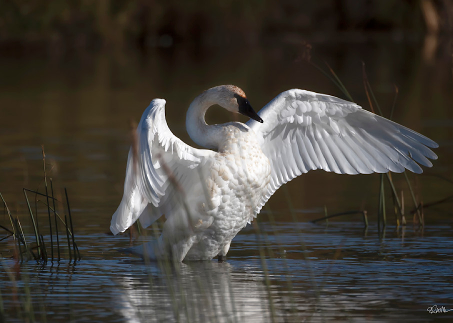 Trumpeter Swan on Potter's Marsh