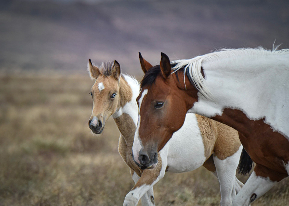 Dottie And The Blue Eyed Filly1 Photography Art | Kimberley Spencer Photography