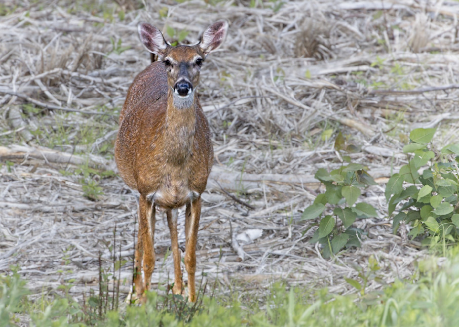 Startled Deer Photography Art | Fred Pais Photography