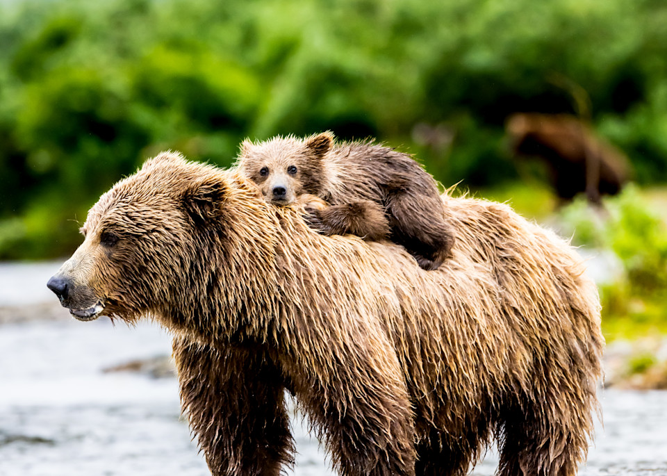 Bear Cub Art Photography Brown Bear