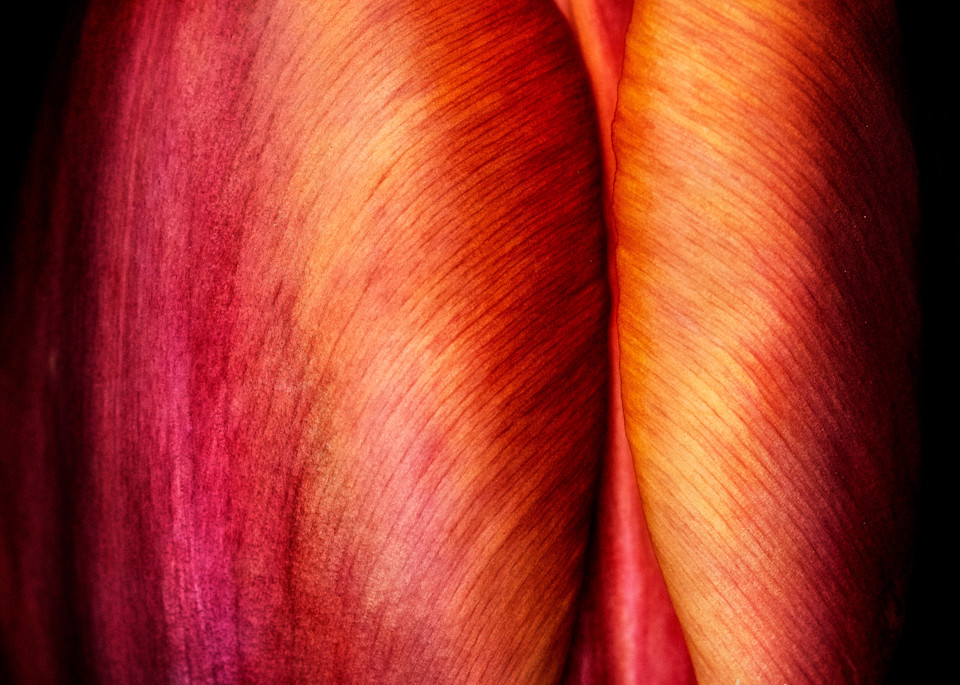 Tulipianne Throw Pillow Art | Karen Hutton Fine Art