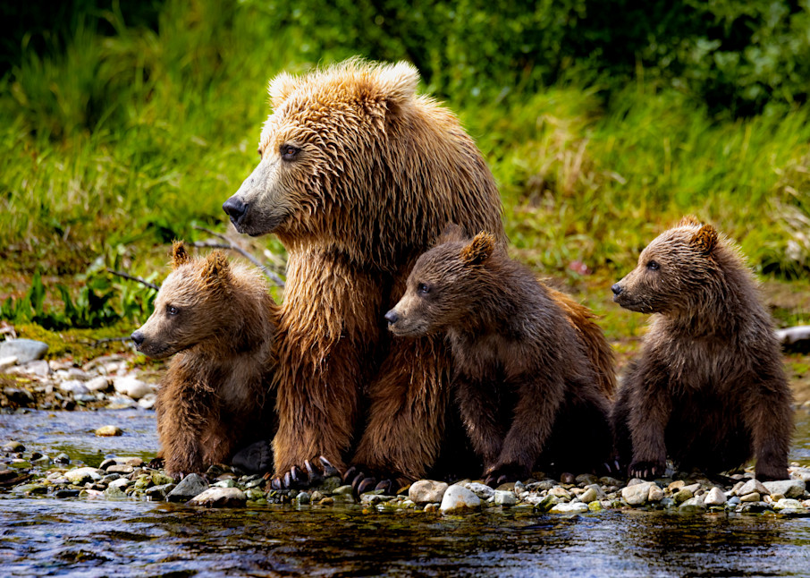 Riverside Watch Brown Bear and Cubs Riverside Alaska by Colorado Born Images Fine Art Photography