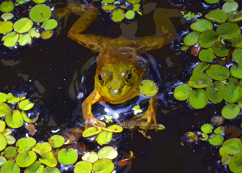Green Frog Photography Art | Robert Harrison Fine Art