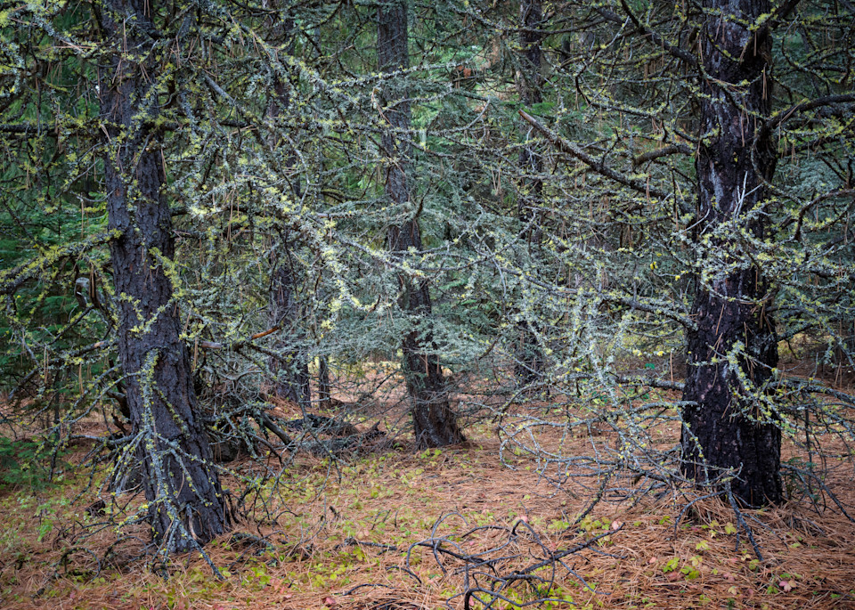 Lichen Covered Trees, Oregon, 2022
