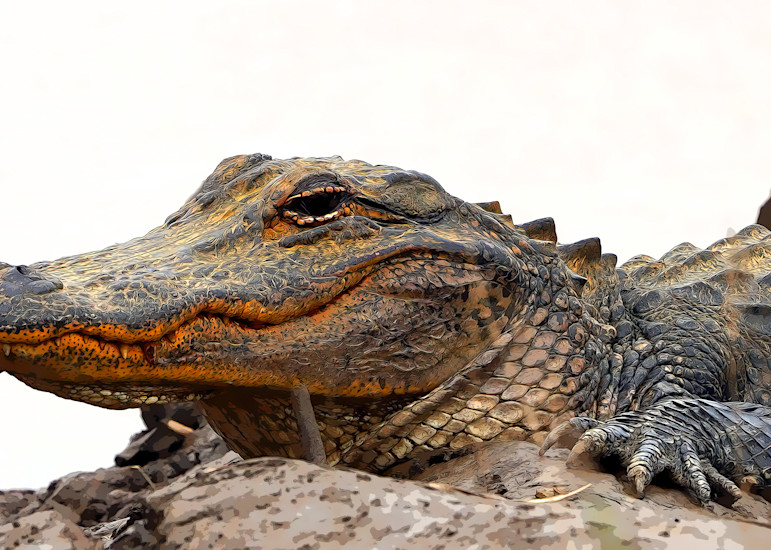 Alligator Photography Art | Robert Harrison Fine Art