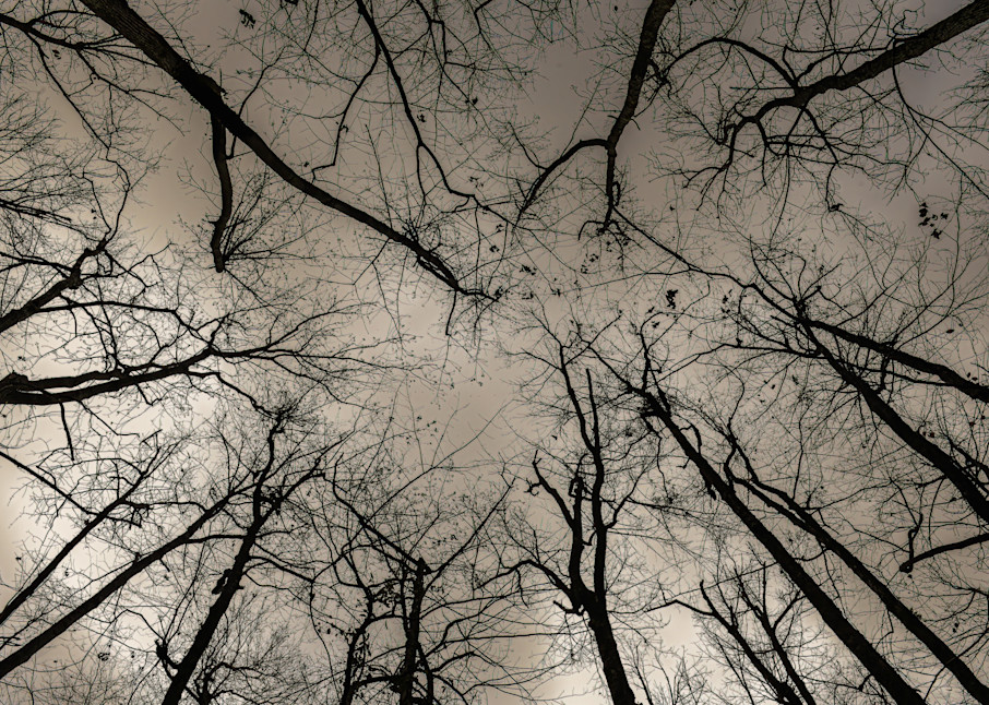 Swamp Trees Photography Art | John's Photos