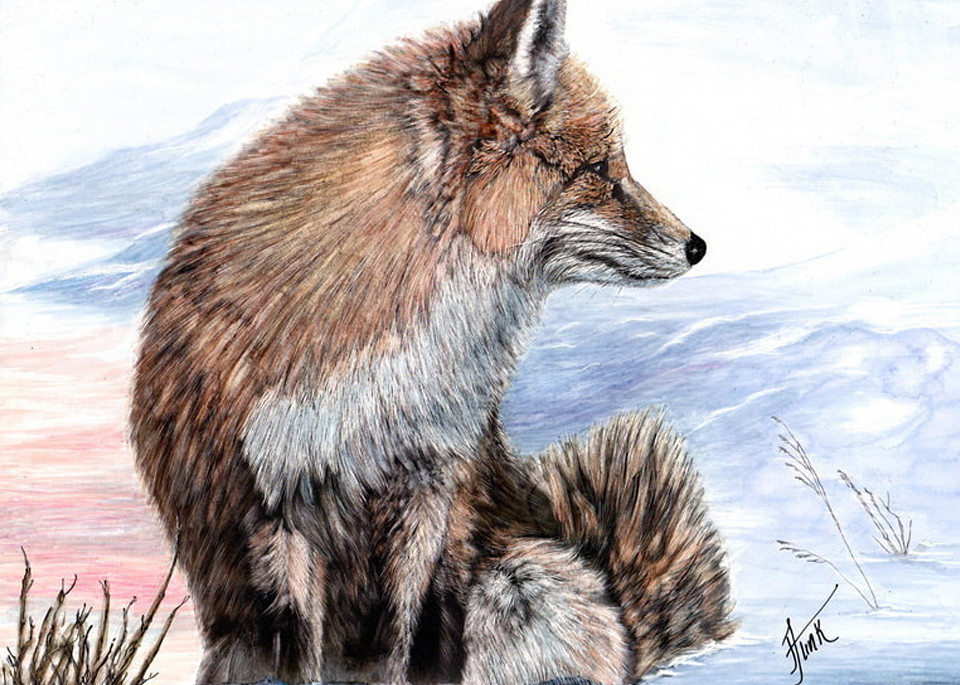Snowy Red Fox Art | janetfunk