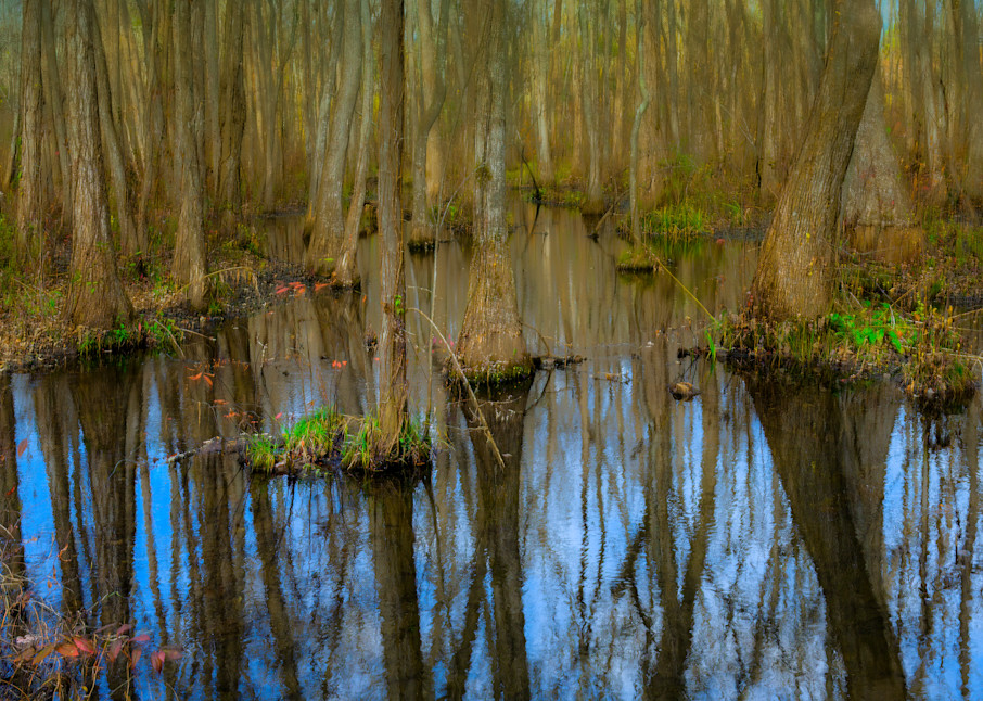 Swamp Life Photography Art | John's Photos