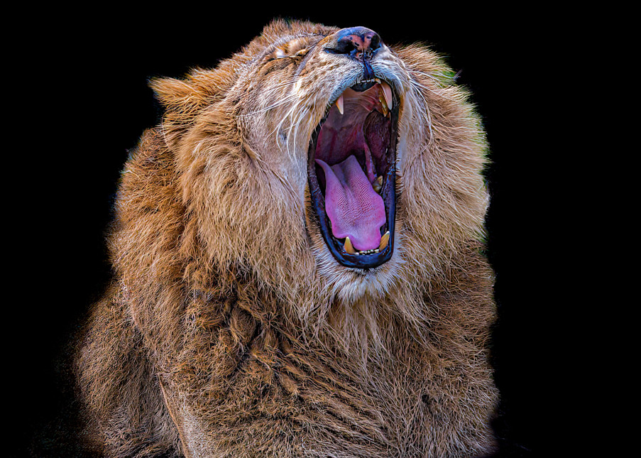 Roaring Lion Photography Art | John's Photos