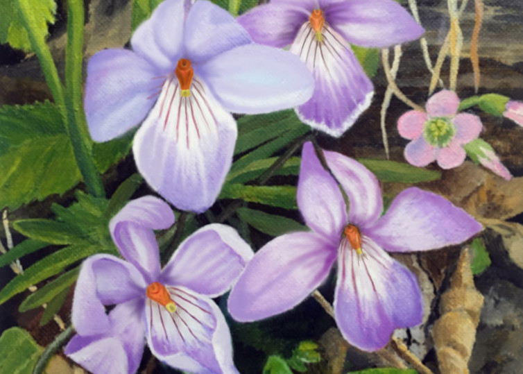 Birdfoot Violets Art | Judy's Art Co.